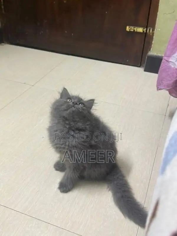 Persian Kittens