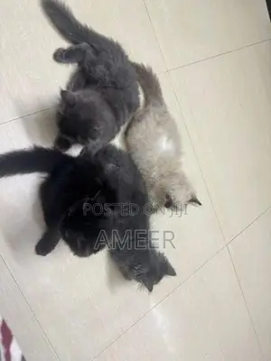 Persian Kittens