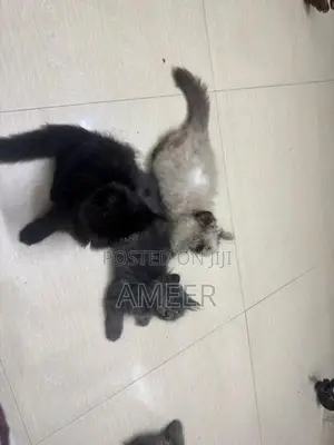 Persian Kittens