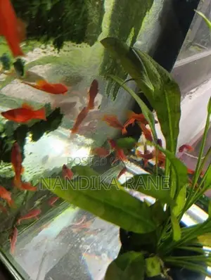 Swordtail Fish