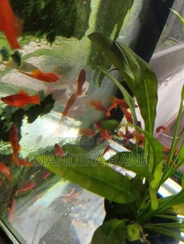 Swordtail Fish