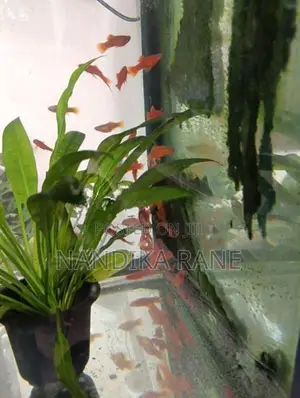 Swordtail Fish