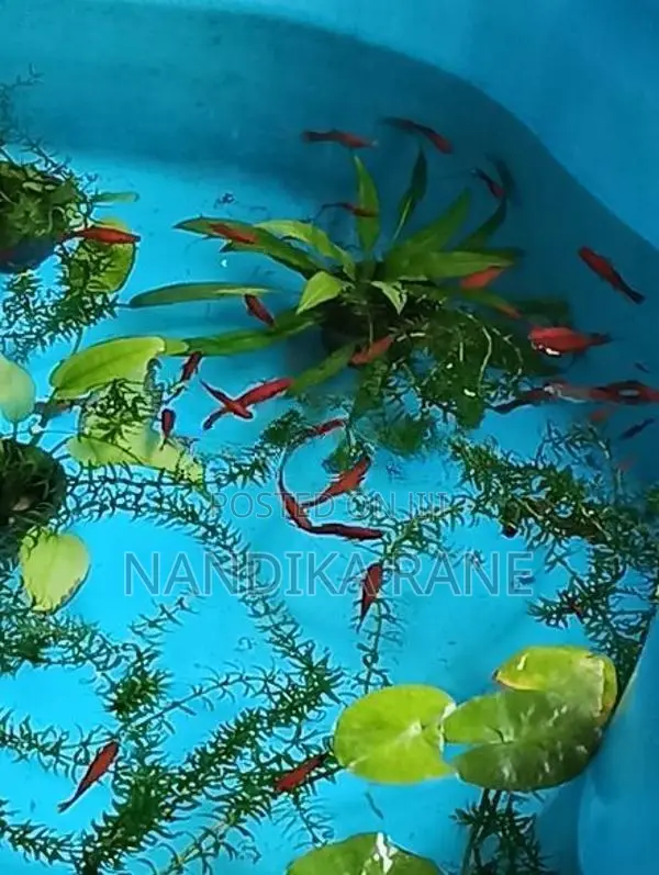 Swordtail Fish