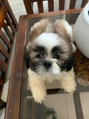 Shih Tzu Puppies