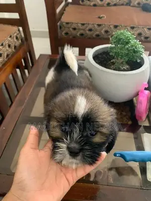 Shih Tzu Puppies