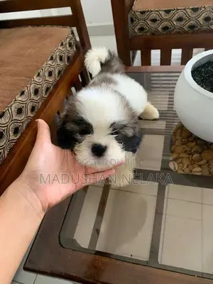 Shih Tzu Puppies