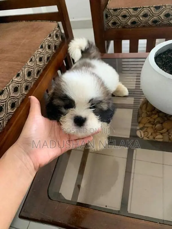 Shih Tzu Puppies