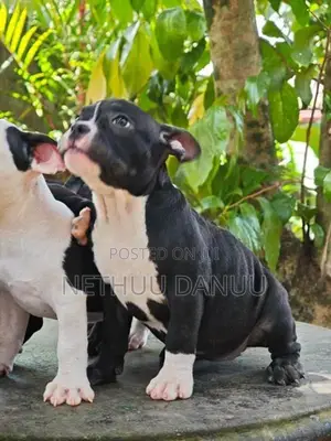 Amarican Bully
