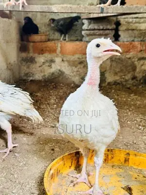 Turkey Chicks