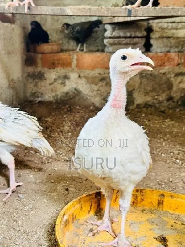 Turkey Chicks