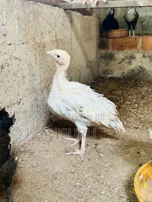 Turkey Chicks
