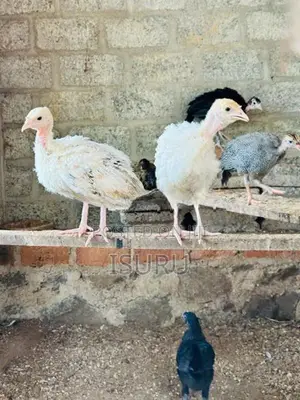Turkey Chicks