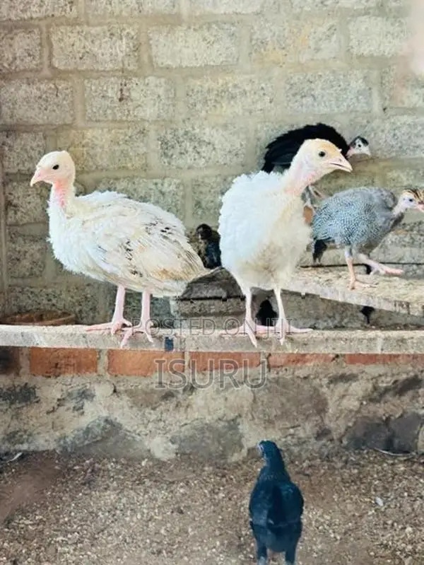 Turkey Chicks
