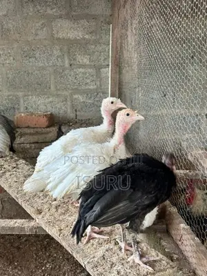 Turkey Chicks
