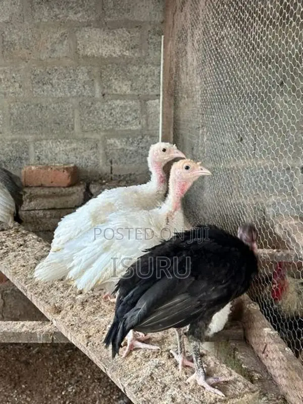 Turkey Chicks