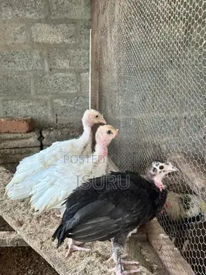Turkey Chicks