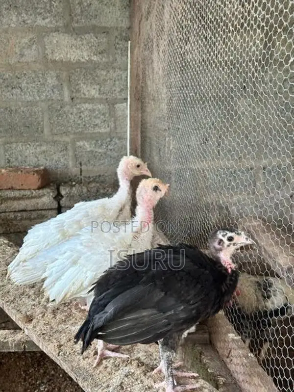 Turkey Chicks