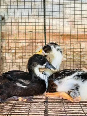 Ducks
