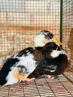 Ducks