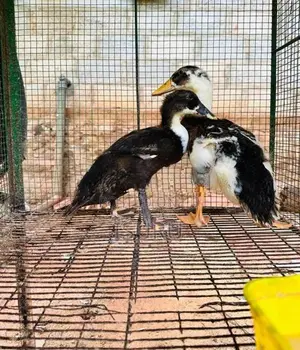 Ducks