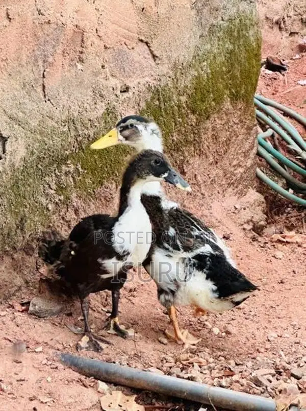 Ducks