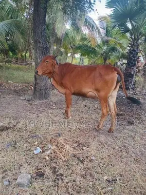 Farm Cow