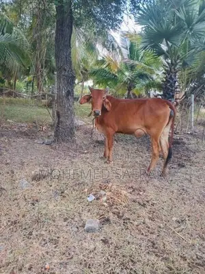 Farm Cow