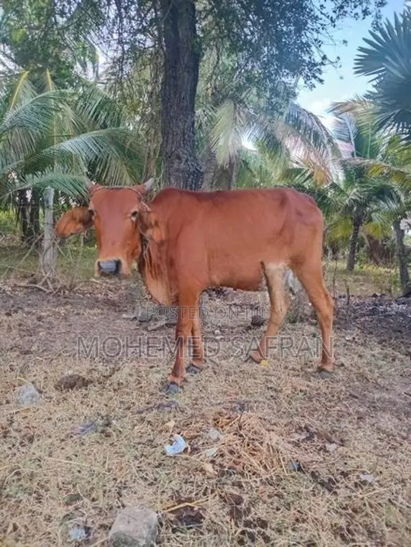 Farm Cow