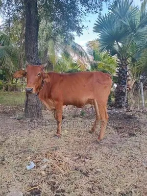 Farm Cow