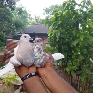 පරවියන්