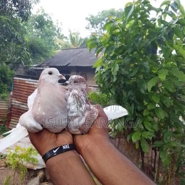 පරවියන්