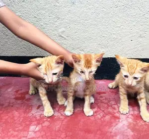 Mix Persian Kittens