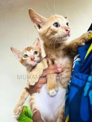 Mix Persian Kittens