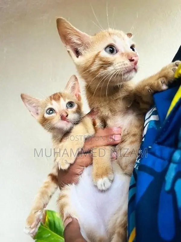 Mix Persian Kittens