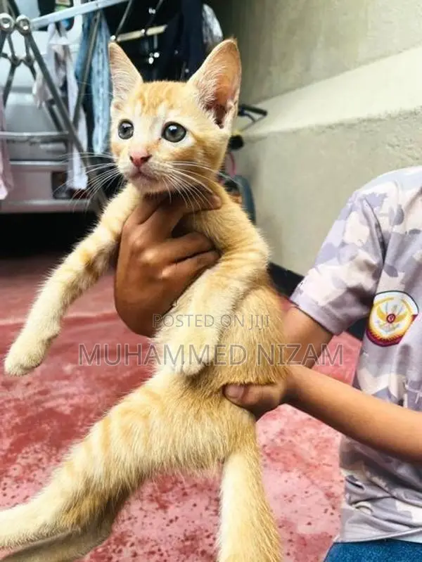 Mix Persian Kittens