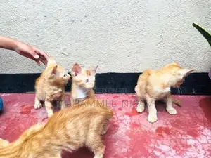 Mix Persian Kittens