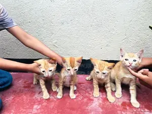 Mix Persian Kittens