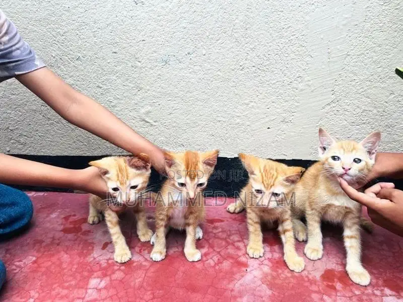Mix Persian Kittens
