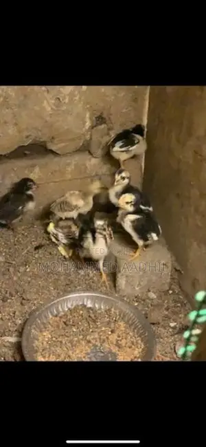 Shamo Chicks