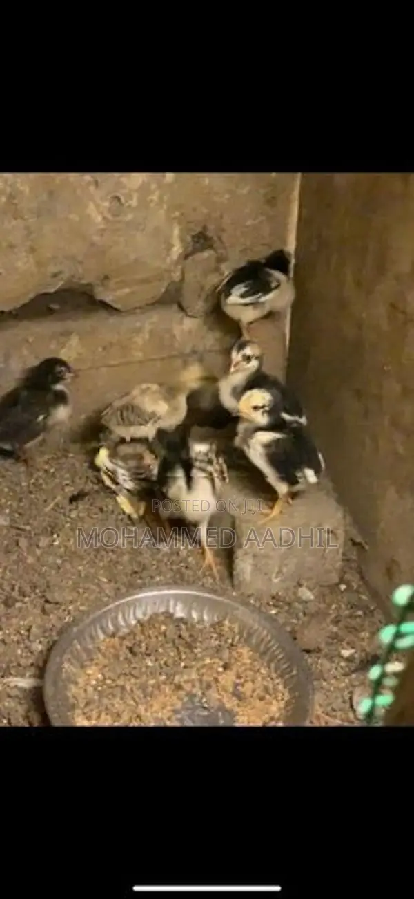 Shamo Chicks