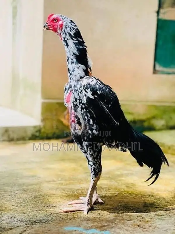Shamo Brid