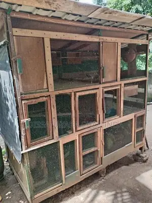 Bird Cages