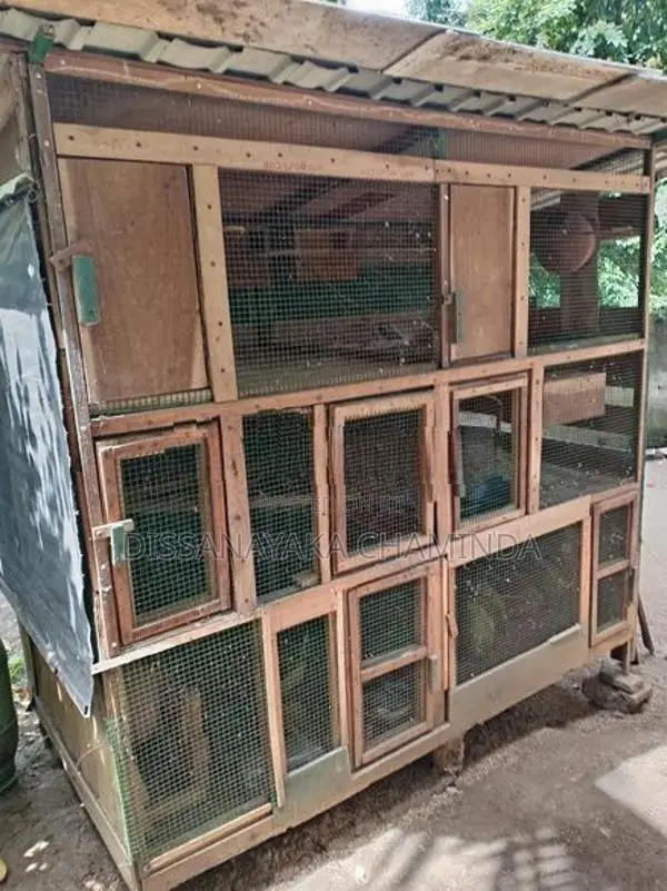 Bird Cages