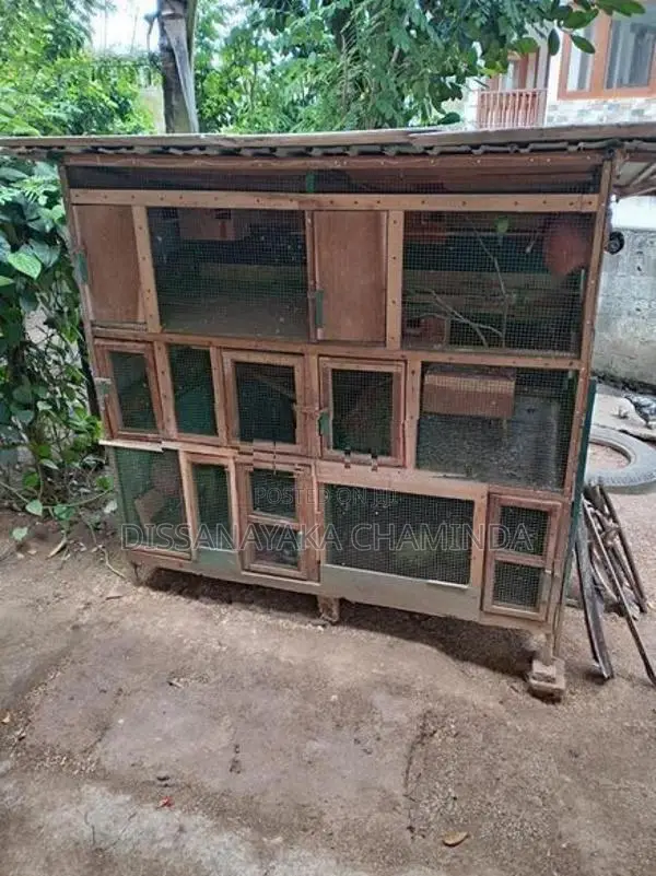 Bird Cages