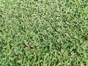 Malaysian Grass