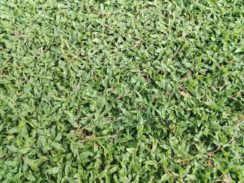 Malaysian Grass
