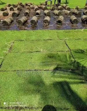 Malaysian Grass
