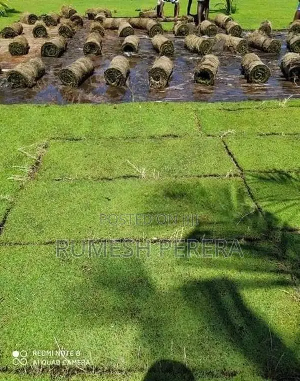 Malaysian Grass