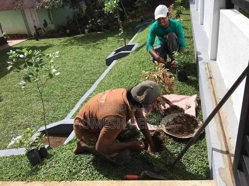 Malaysian Grass
