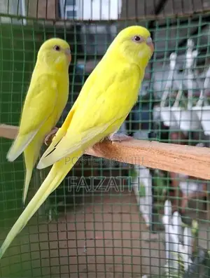 Red Eye Yellow Love Birds